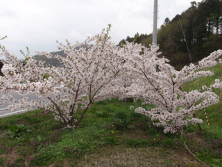 P4260066.JPG